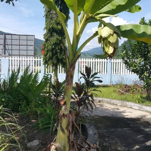 Cây chuối cô đơn